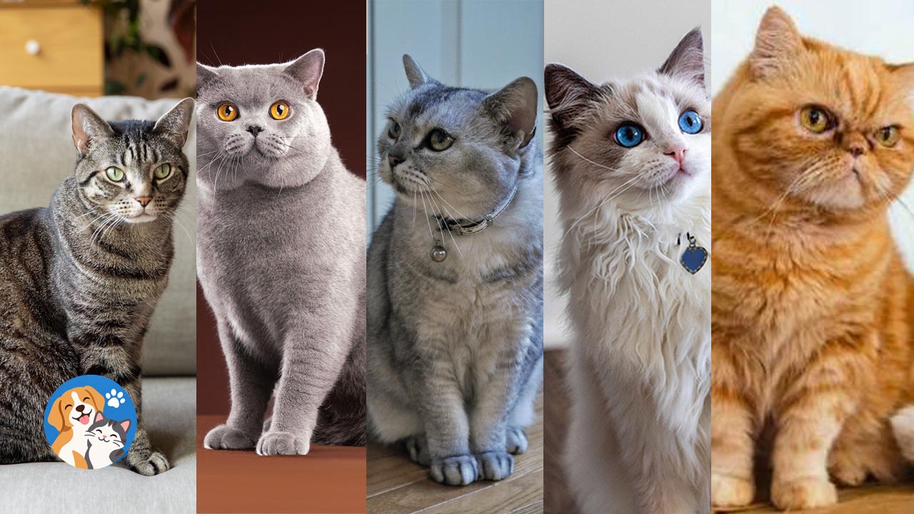 jenis kucing anabul yang-paling mudah dirawat untuk pemula