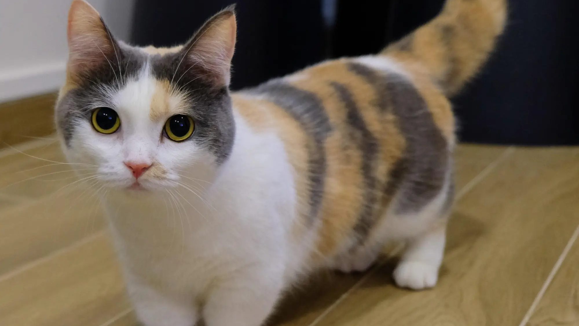 jenis ras kucing berkaki pendek